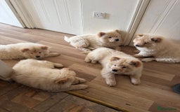 Chow Chow dogs for sale: Chow chow  - Image 4