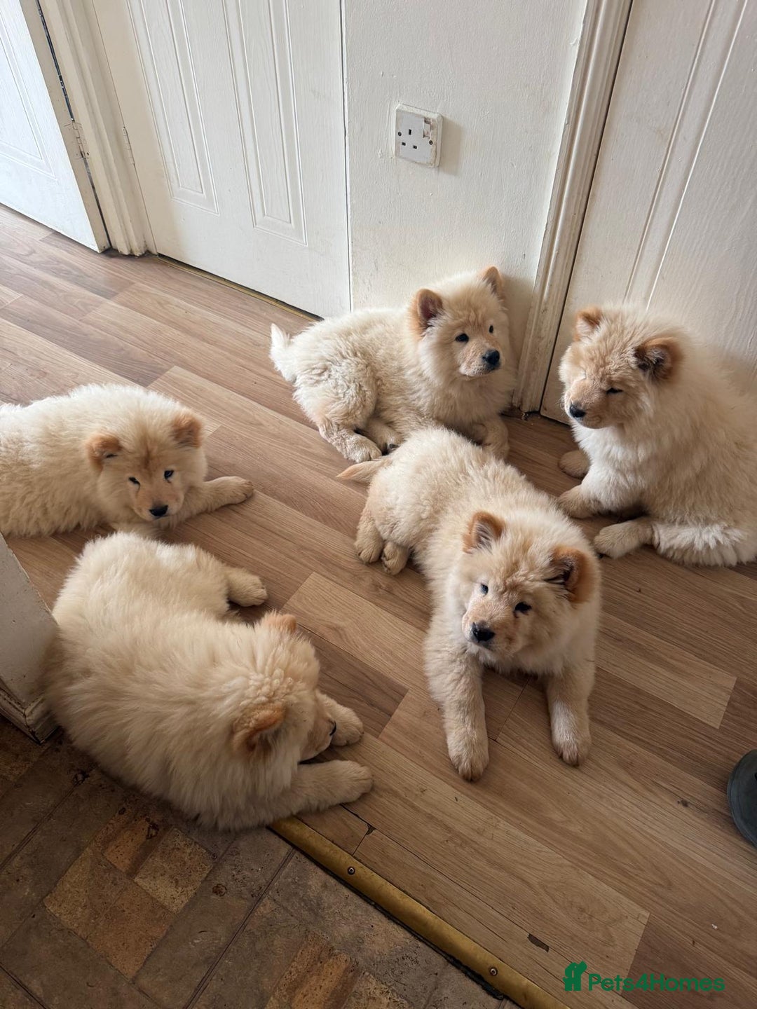 Chow Chow dogs for sale: Chow chow  - Image 4