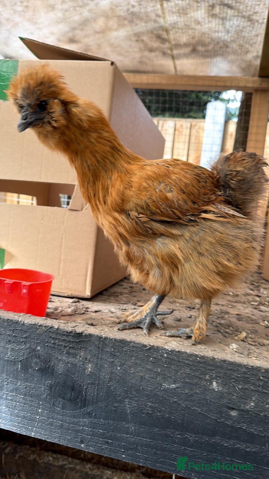 Chickens poultry for sale: 3 White silkie and one silkie patridge gold  - Advert 2