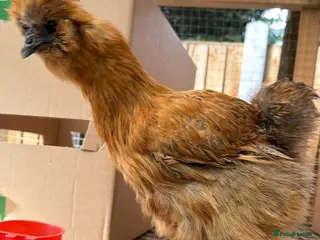 Chickens poultry for sale: 3 White silkie and one silkie patridge gold - Advert 2