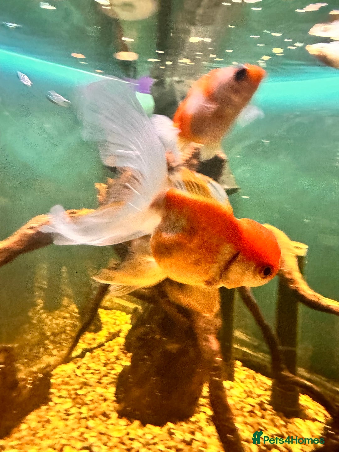 Goldfish fish for sale: Mix of Fish - Advert 3