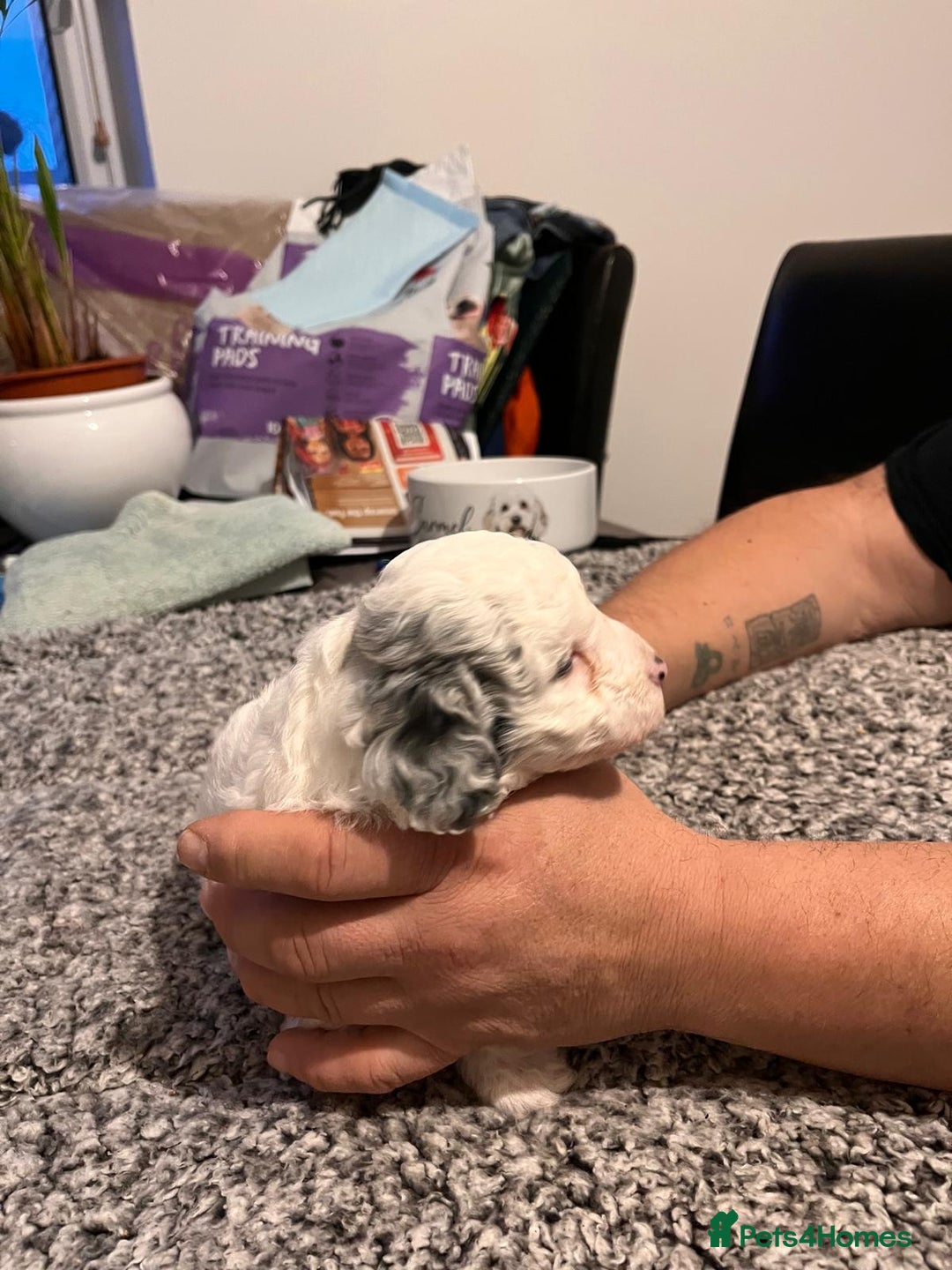 Cockapoo dogs for sale: Cockapoo puppies  - Advert 19