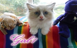 Ragdoll cats for sale: Stunning Ragdoll Kittens.... READY NOW - Image 1