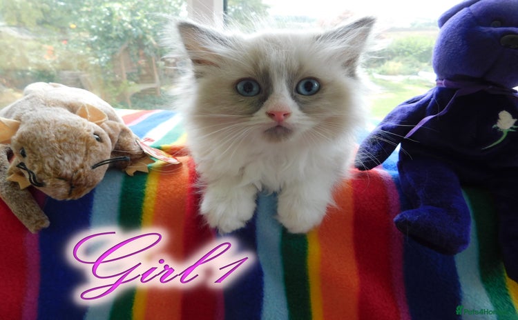 Ragdoll cats - Advert 1