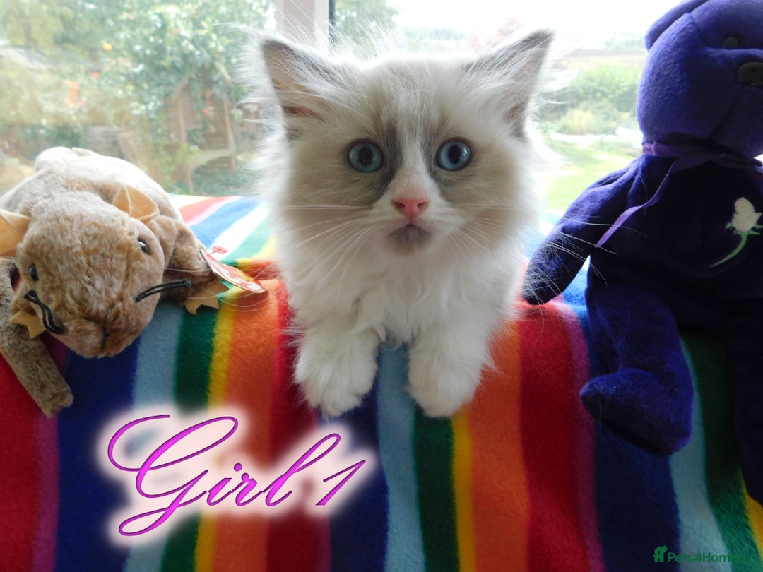 Ragdoll cats for sale: Stunning Ragdoll Kittens.... READY NOW - Image 1