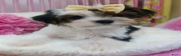 Biewer Terrier dogs for sale: Luxury Yorkshire terrier Puppies - Advert 1