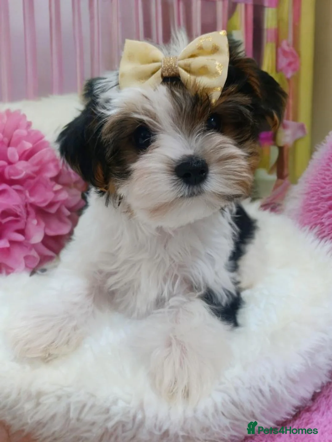 Biewer Terrier dogs for sale: Luxury Yorkshire terrier Puppies - Advert 1