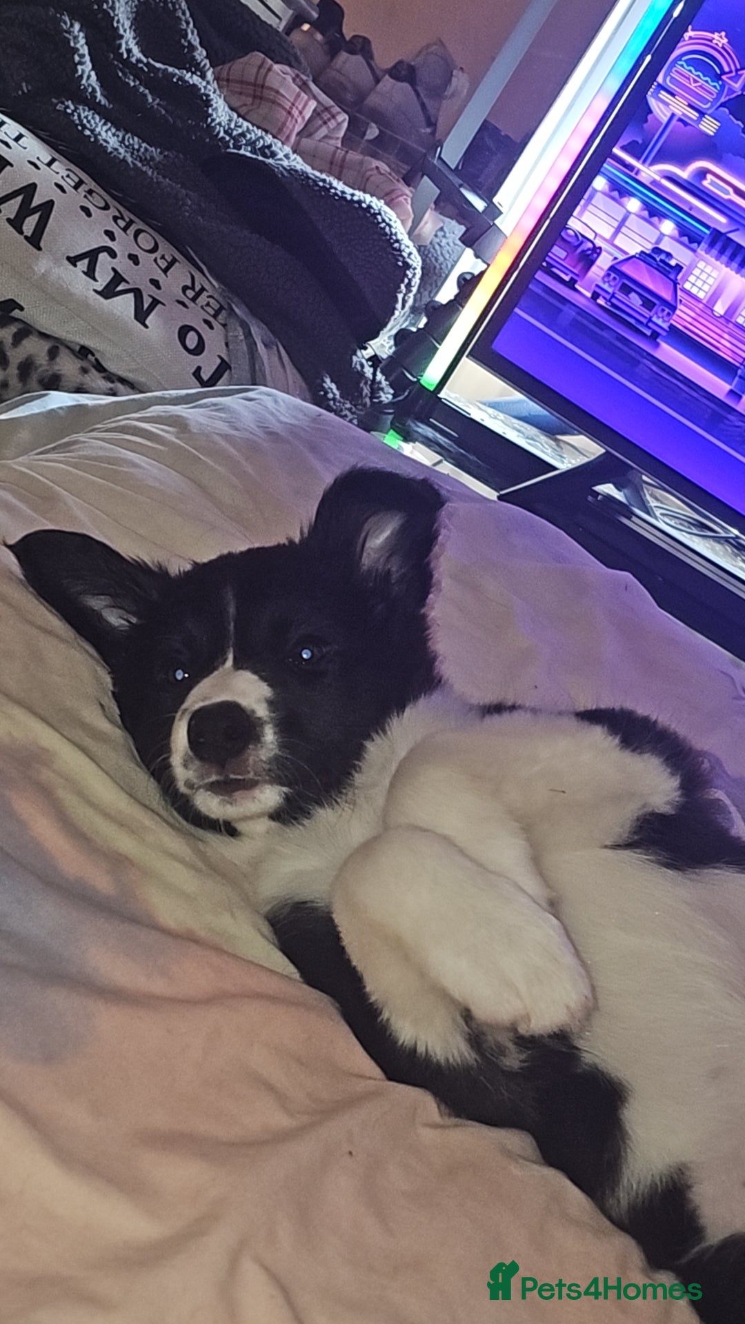 Sprollie dogs for sale: 12 week old sprollie pup  - Image 3