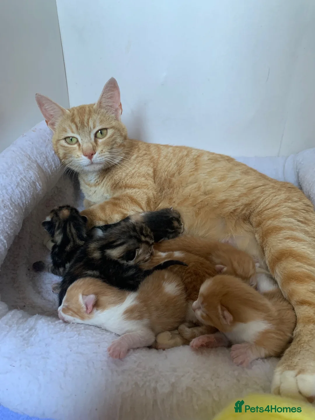 Mixed Breed cats for sale: Gorgeous kittens Ready Now! - Advert 2