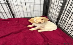 Cocker Spaniel dogs for sale: Working cocker spainel puppies  - Advert 12