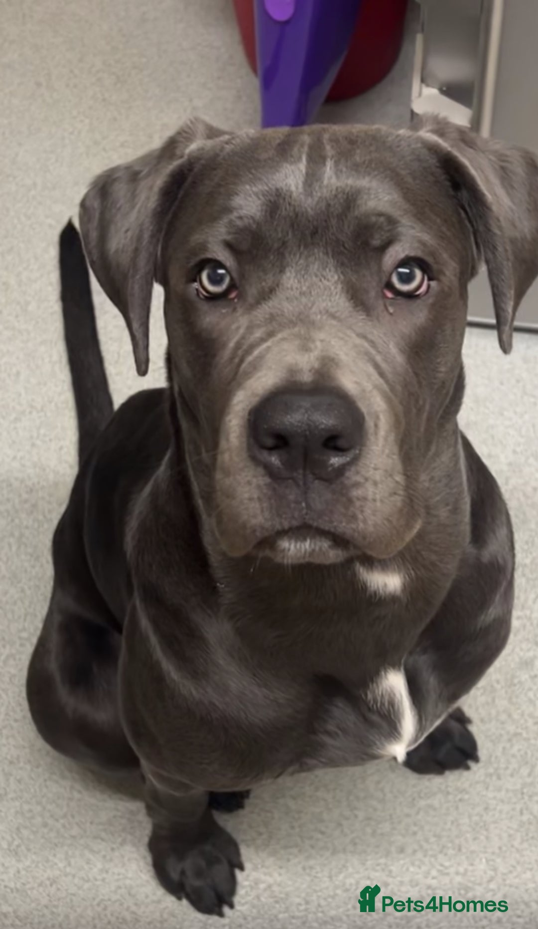 Cane Corso dogs for sale: Cane corso - pablo - Image 2