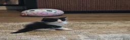Maine Coon cats for sale: Maine×ragdoll - Advert 12