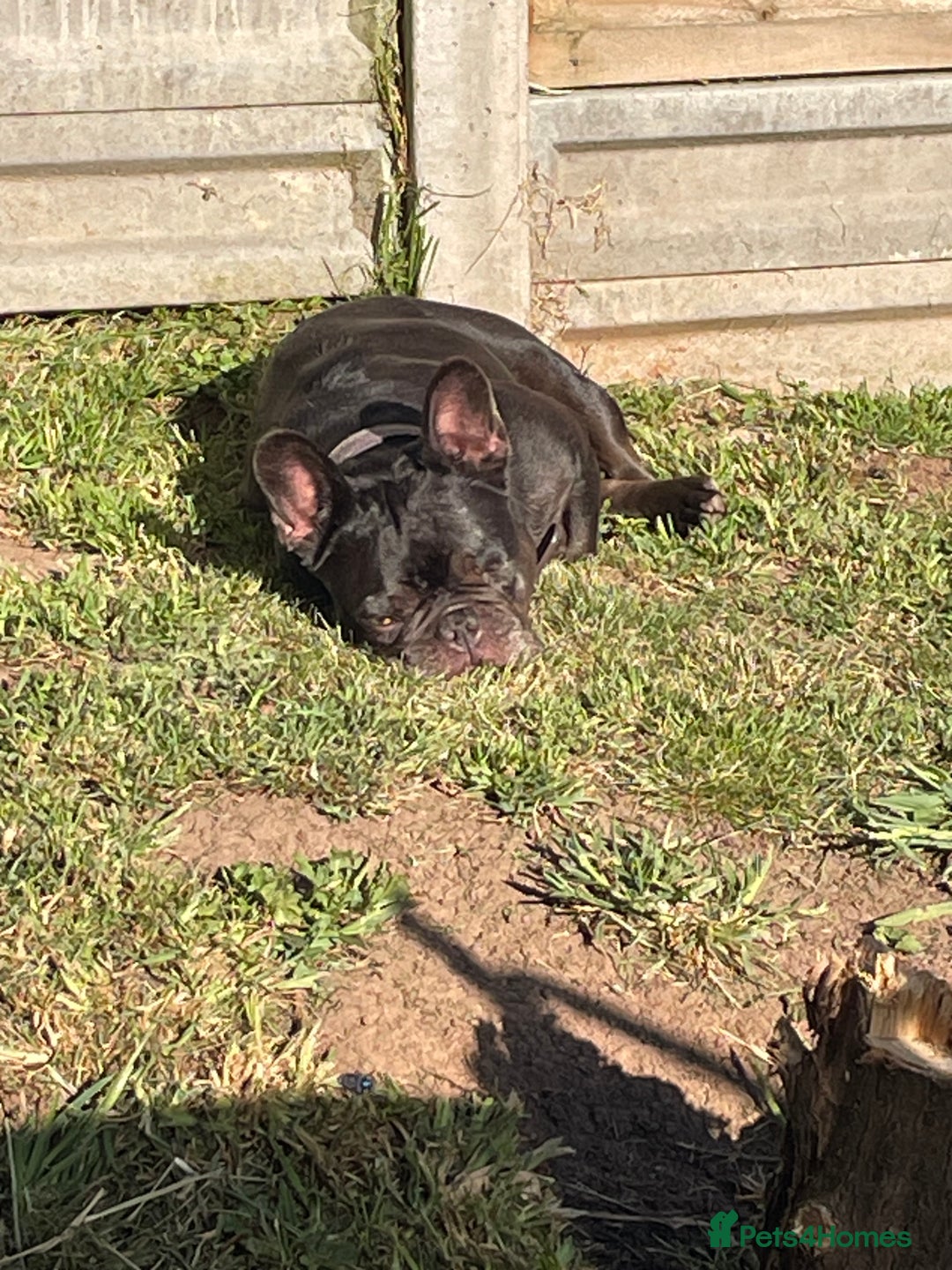 French Bulldog dogs for sale: 5 year old French bulldog - Advert 5