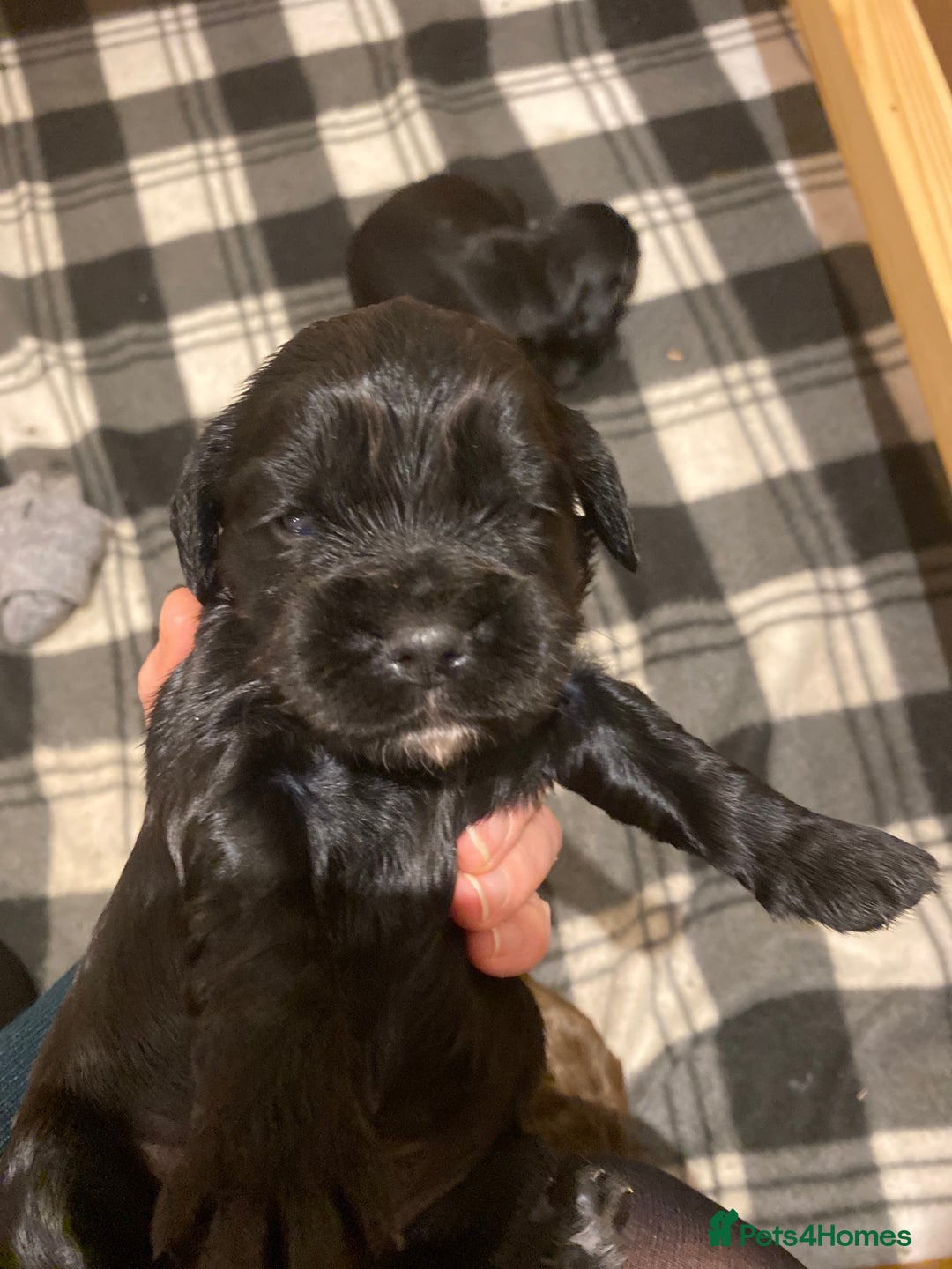 Cocker Spaniel dogs for sale: Beautiful cocker spaniel puppies  - Advert 5