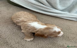 Cockapoo dogs for sale: 8 beautiful cockapoo puppies  - Image 12