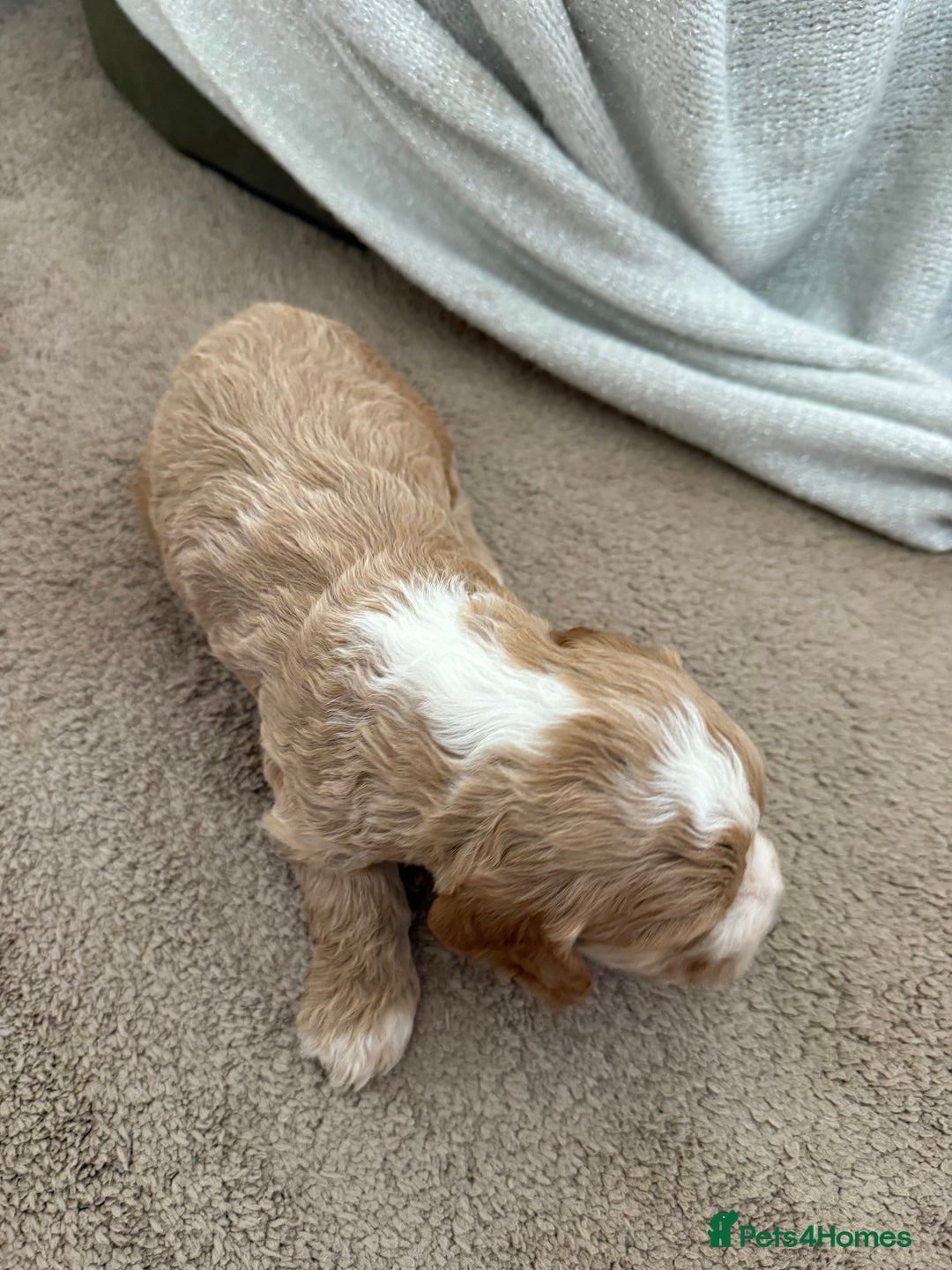 Cockapoo dogs for sale: 8 beautiful cockapoo puppies  - Image 12
