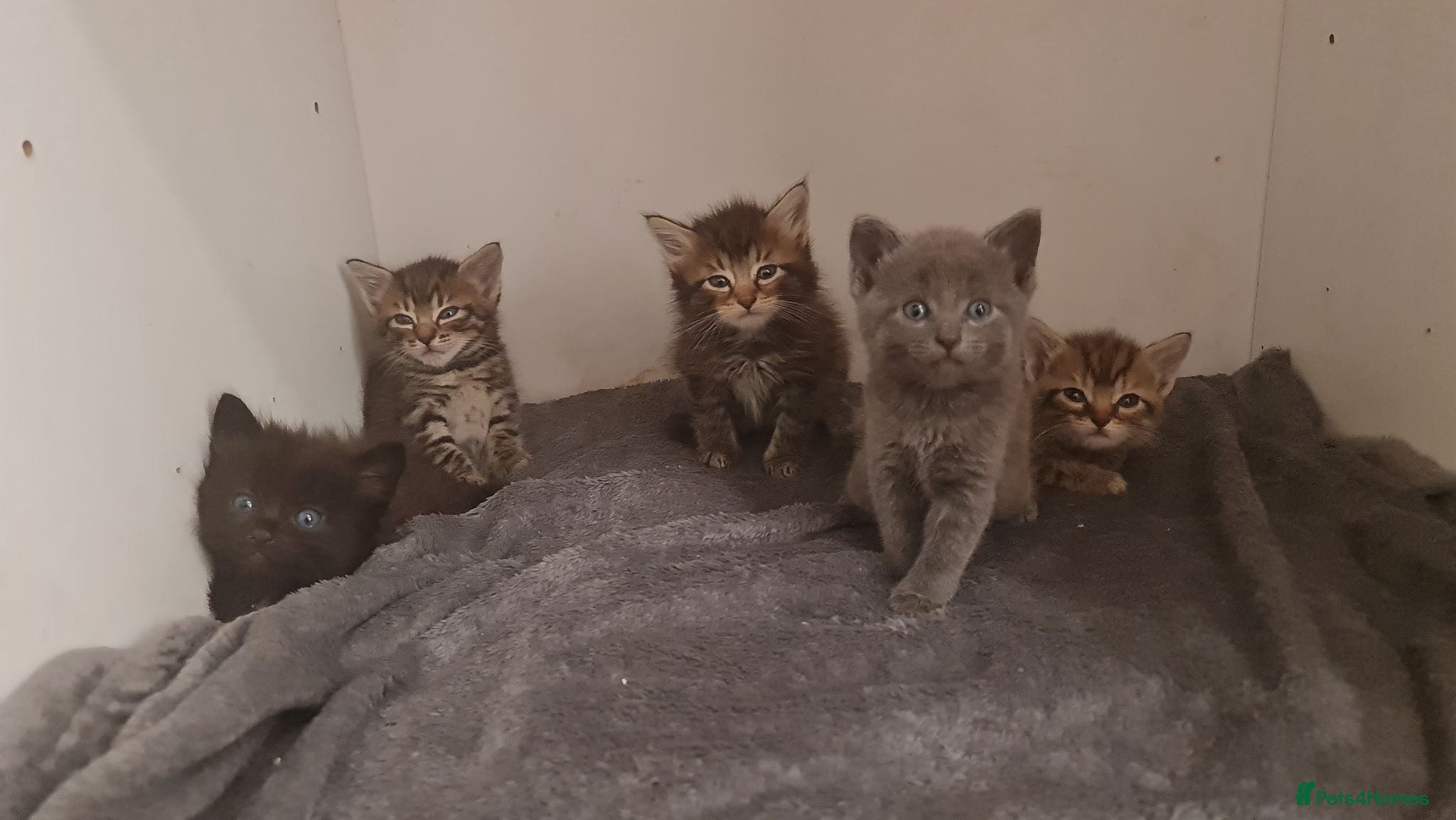Mixed Breed cats Kittens for sale  - Advert 1