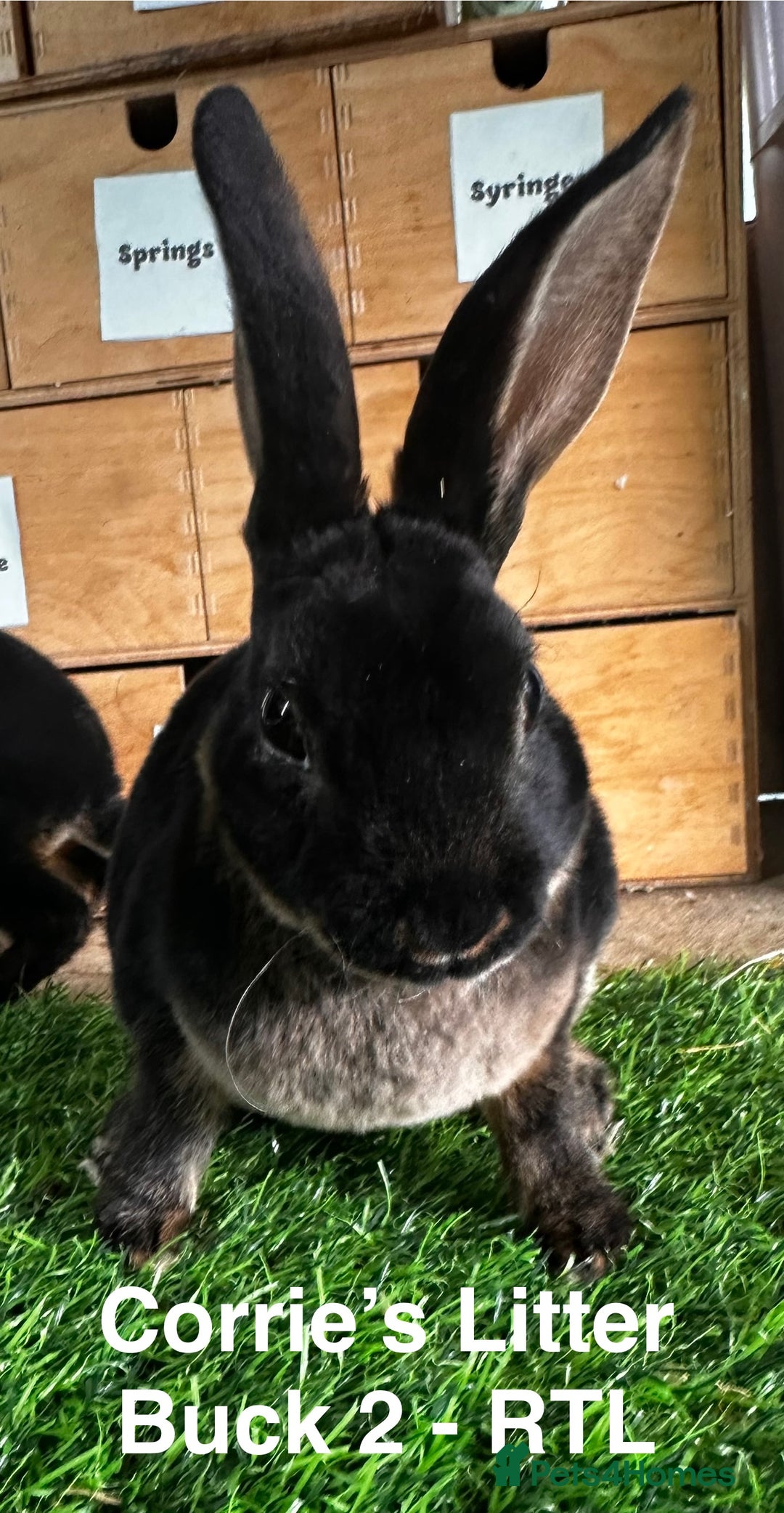 Rex rabbits for sale: Black and Tan Mini Rex  - Image 28