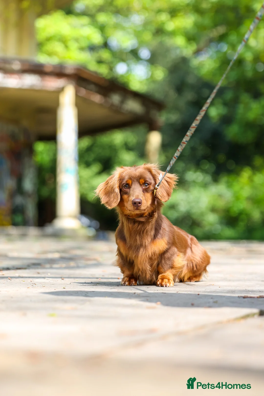Miniature Dachshund dogs for stud: SLINKY (stud) in Liverpool - Advert 6