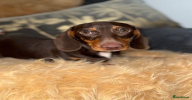 Miniature Dachshund dogs - Advert 1