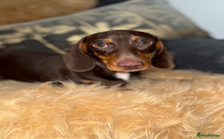 Miniature Dachshund dogs - Advert 6