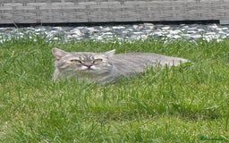 British Shorthair cats for sale: Beautiful half BSH Kittens  - Image 27