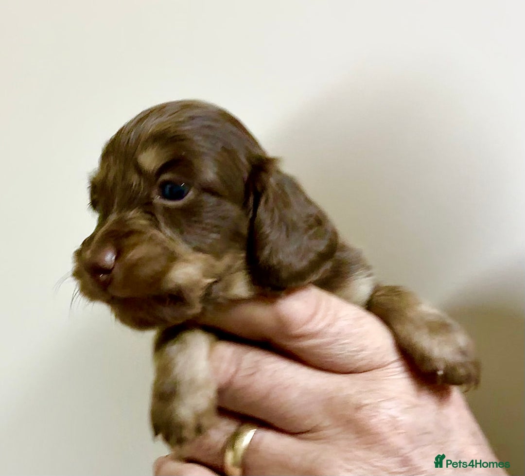 Miniature Dachshund dogs for sale: KC reg mini longhaired dachshund pups - Advert 16