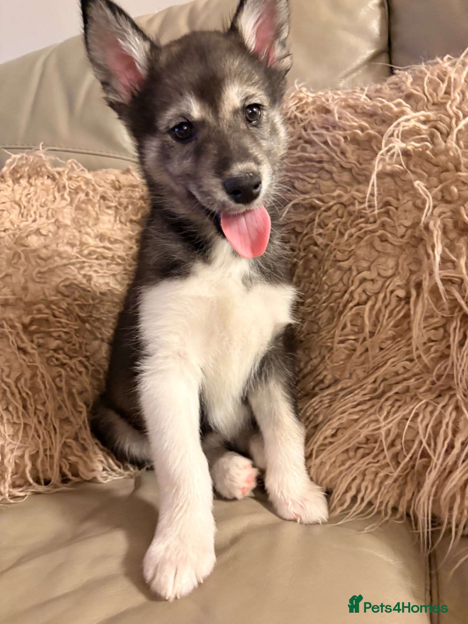 Utonagan dogs Alaskan malamute x Siberian husky - Advert 16