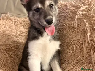 Utonagan dogs Alaskan malamute x Siberian husky - Advert 16