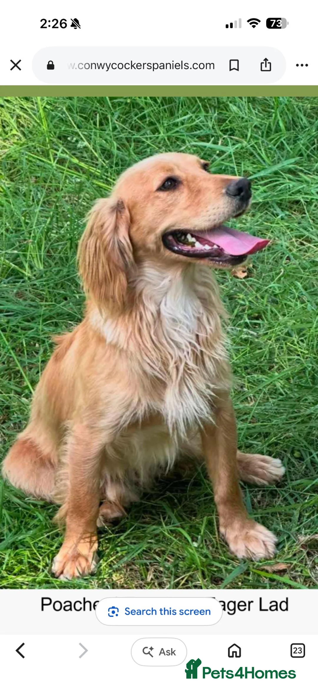 Cocker Spaniel dogs for sale: Stunning Health Tested KC WCS - Advert 10