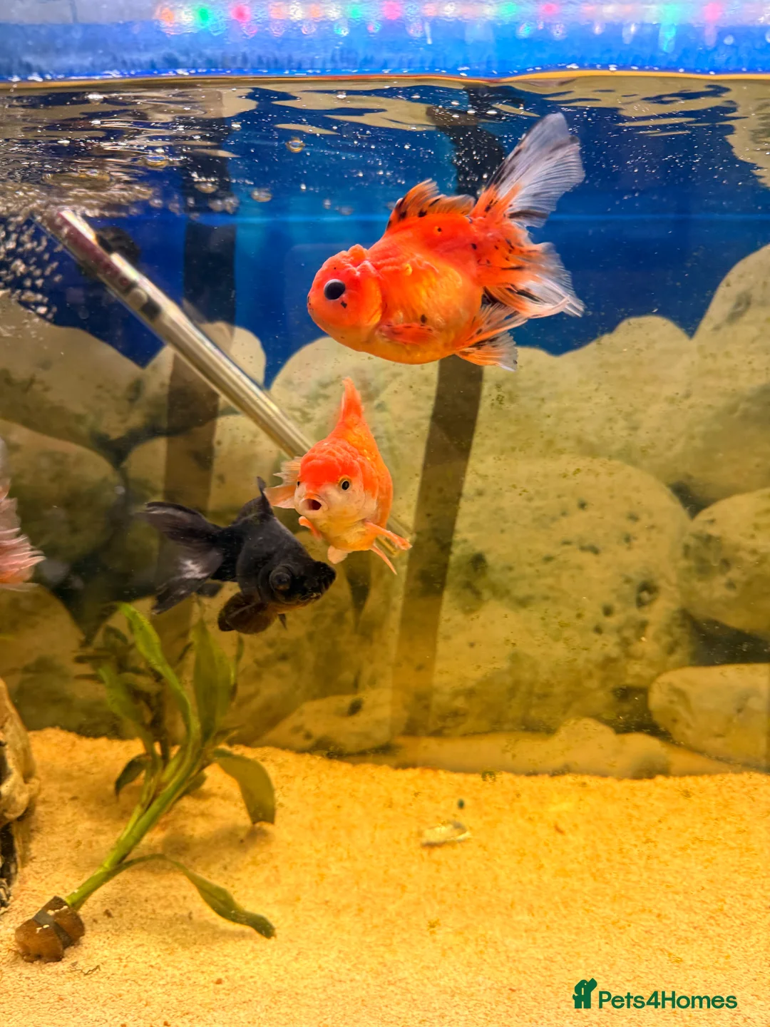 Fancy Goldfish fish for sale: Fancy goldfish and tank for sale  - Advert 5