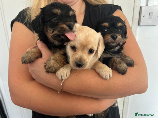 Chapoo Dogs Chipoo puppies for sale | Pets4Homes