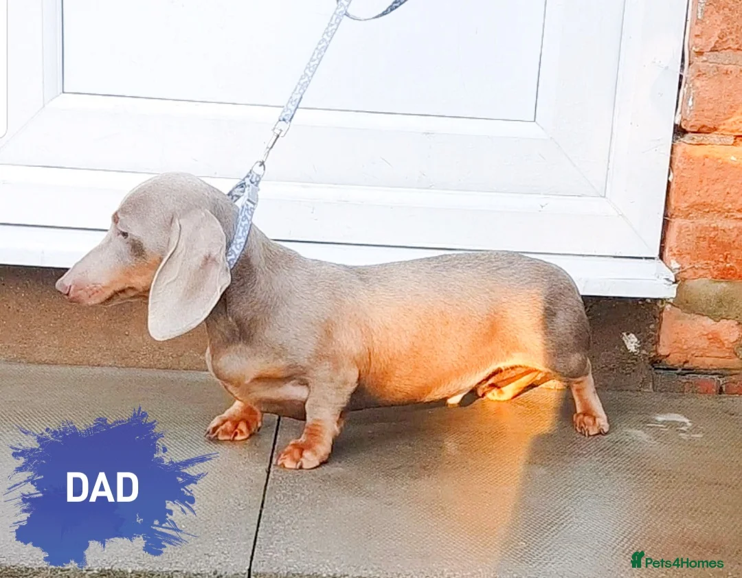 Miniature Dachshund dogs for sale: KC Mini Dachshund Puppies Isabella Dapple 🔥 - Advert 10