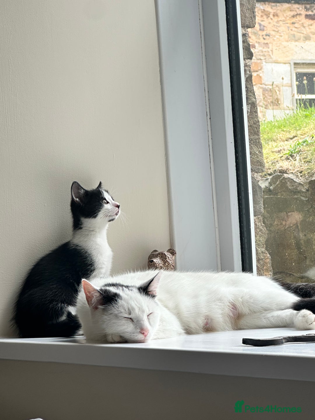 Domestic Shorthair cats for sale: Gorgeous traditional Black and white kittens  - Image 1