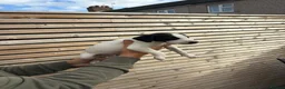 Lurcher dogs for sale: Bedlington whippet x suluki Bedlington whippet  - Advert 5