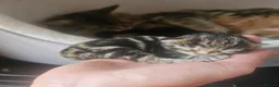 Maine Coon cats for sale: Maine Coon X kittens - Advert 4