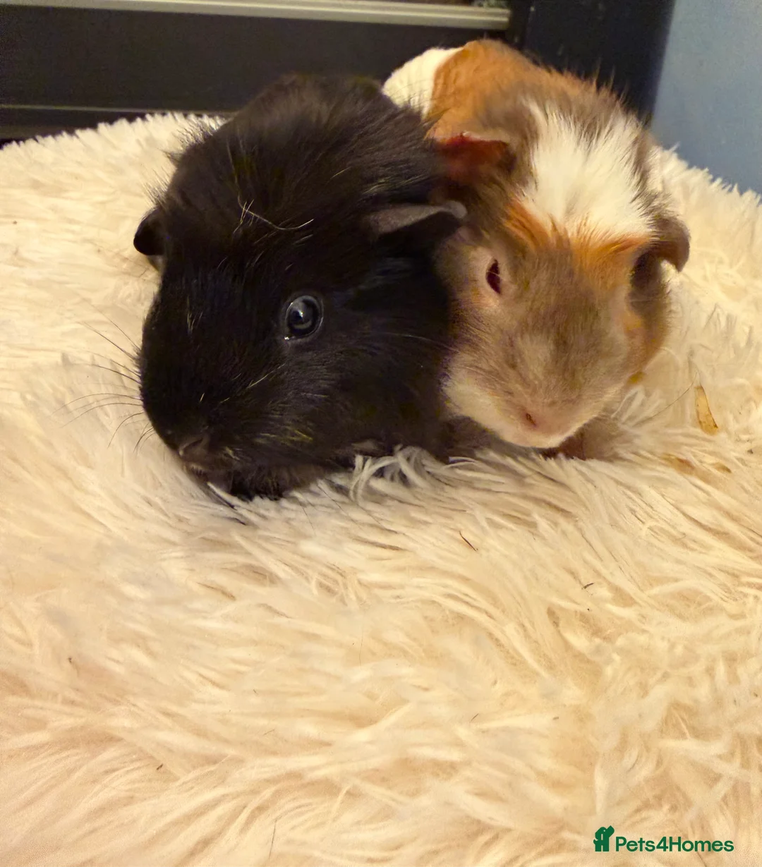 Guinea Pig rodents for sale: Female and male Guinea pigs  - Advert 6