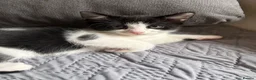 Mixed Breed cats for sale: Beautiful little boy kitten  - Advert 5