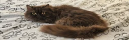 British Longhair cats for sale: 2 gorgeous chocolate British longhair girls - Advert 6