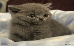 British Shorthair cats for sale: GCCF active mum and daughter blue BSH - Image 20