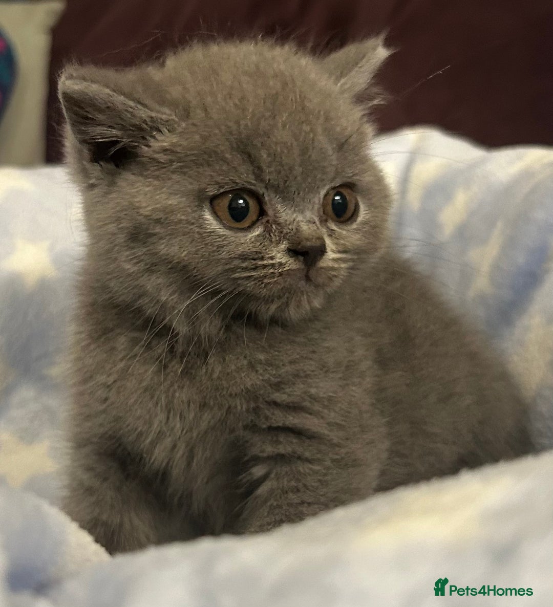 British Shorthair cats for sale: GCCF active mum and daughter blue BSH - Image 20