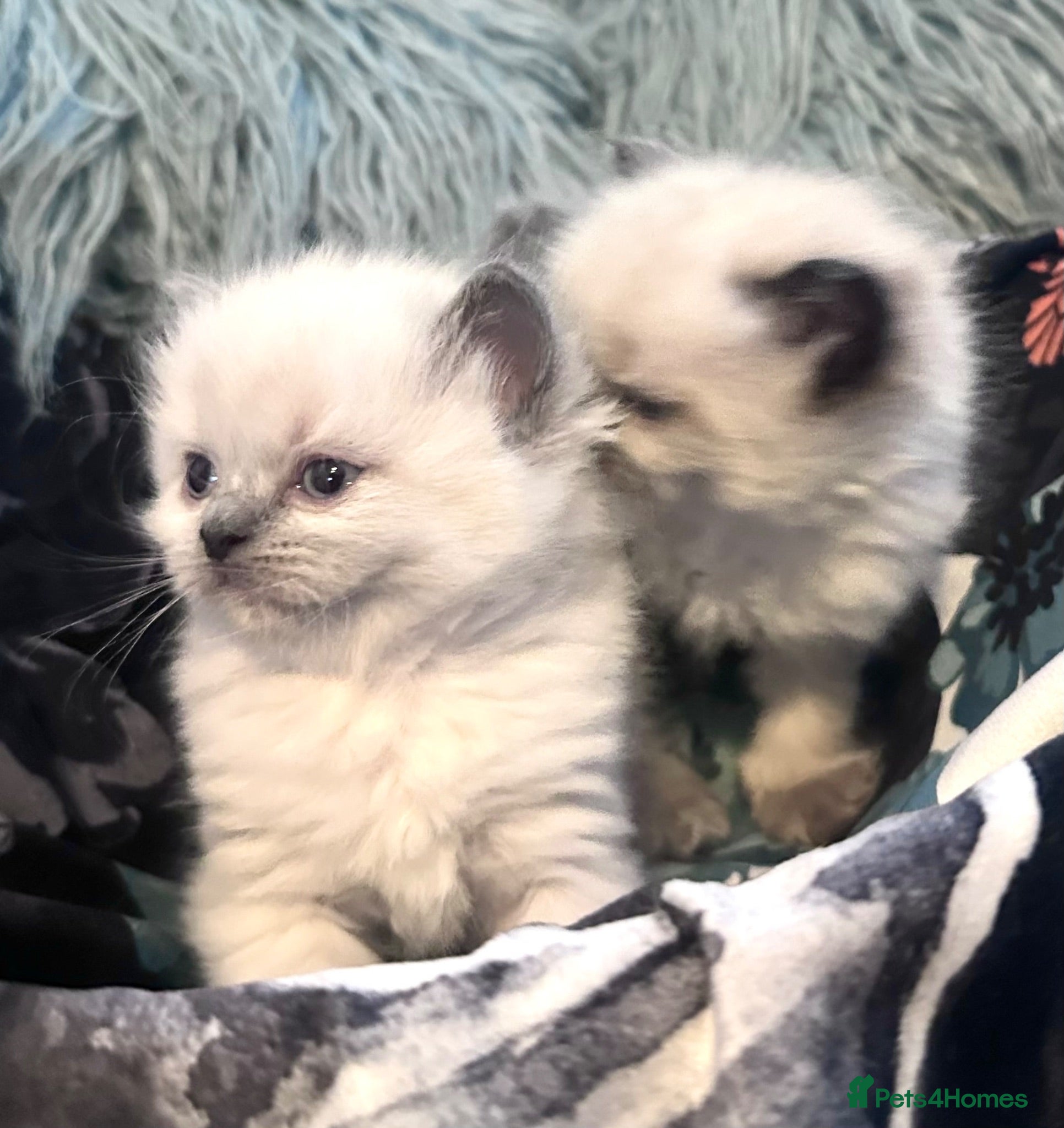 Ragdoll cats New Adorable and very fluffy pure Ragdoll kittens  - Advert 1