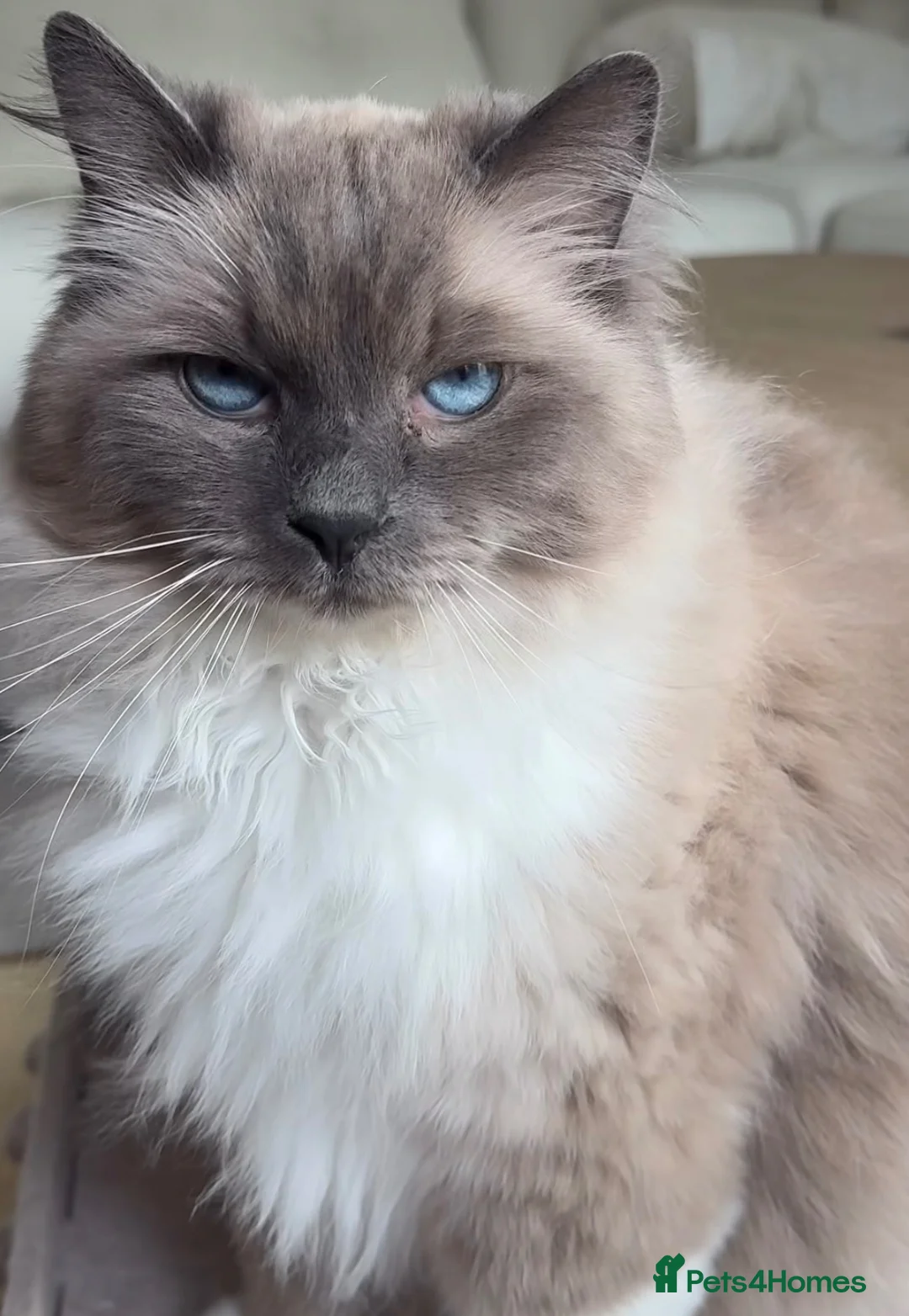 Ragdoll cats for sale: Ragdoll kittens in Wakefield - Advert 1