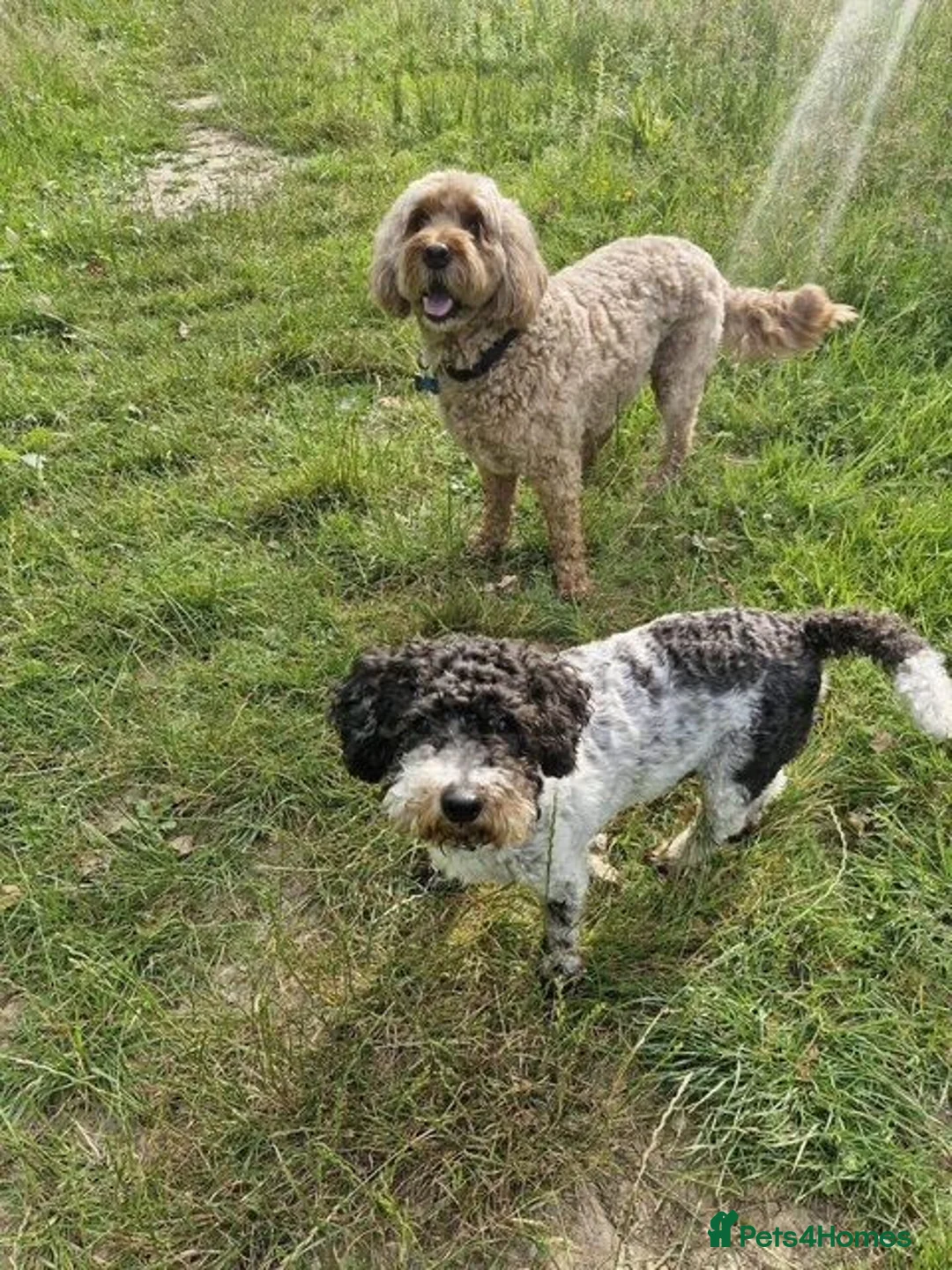 Mixed Breed dogs for adoption: Gorgeous Sam Looking For His Forever Home  in Fareham - Advert 6