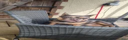 French Bulldog dogs for sale: 11 month old French bulldog puppy - Advert 2