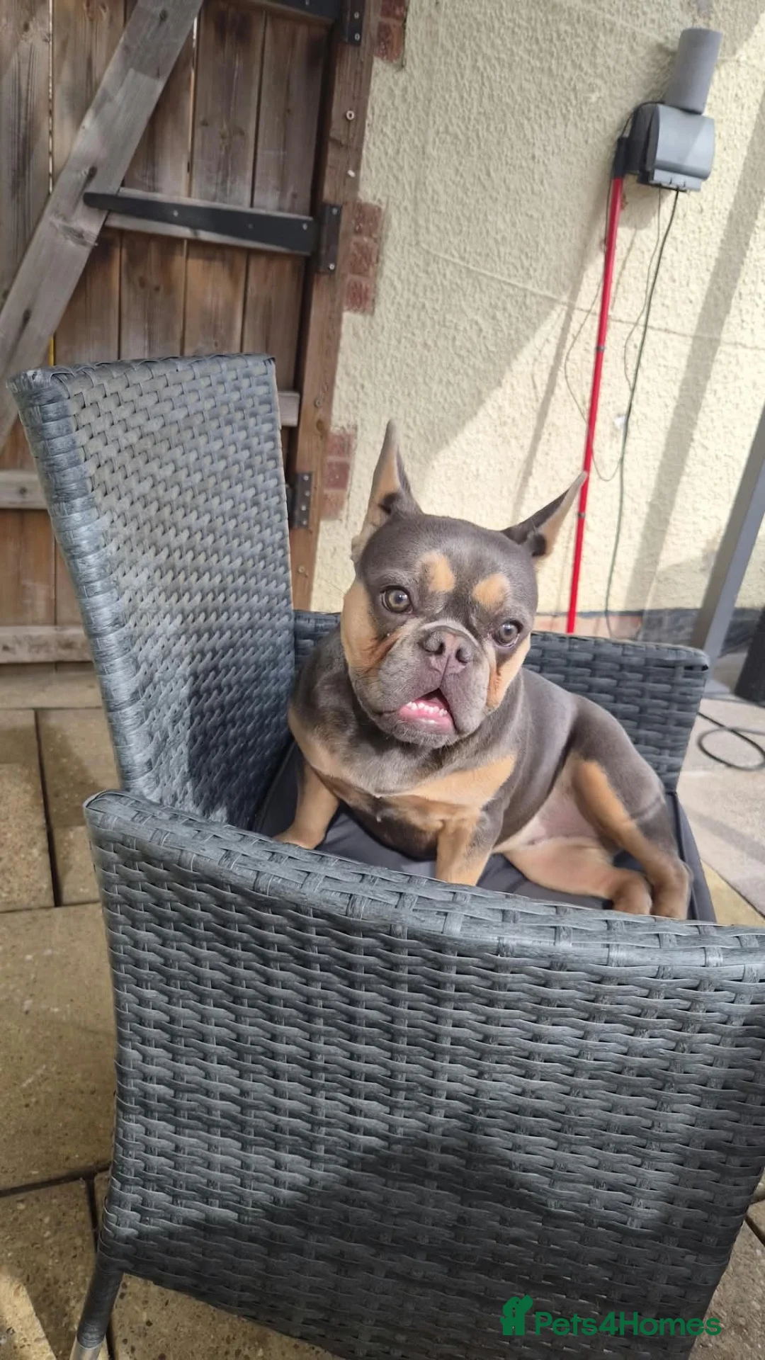 French Bulldog dogs for sale: 11 month old French bulldog puppy - Advert 2
