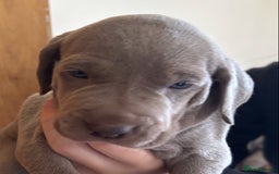 Weimaraner dogs for sale: Stunning Weimareners - Image 3