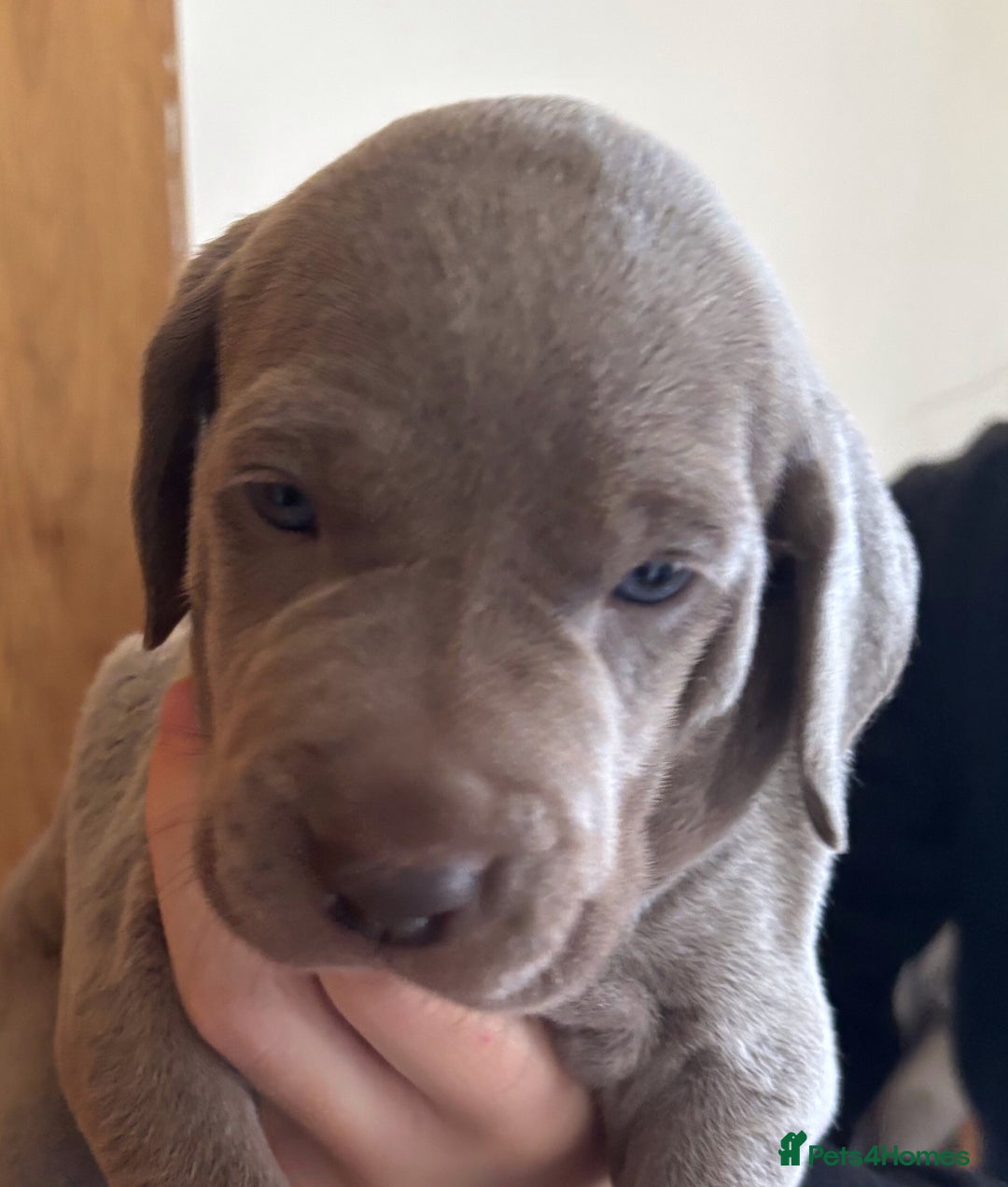 Weimaraner dogs for sale: Stunning Weimareners - Image 3