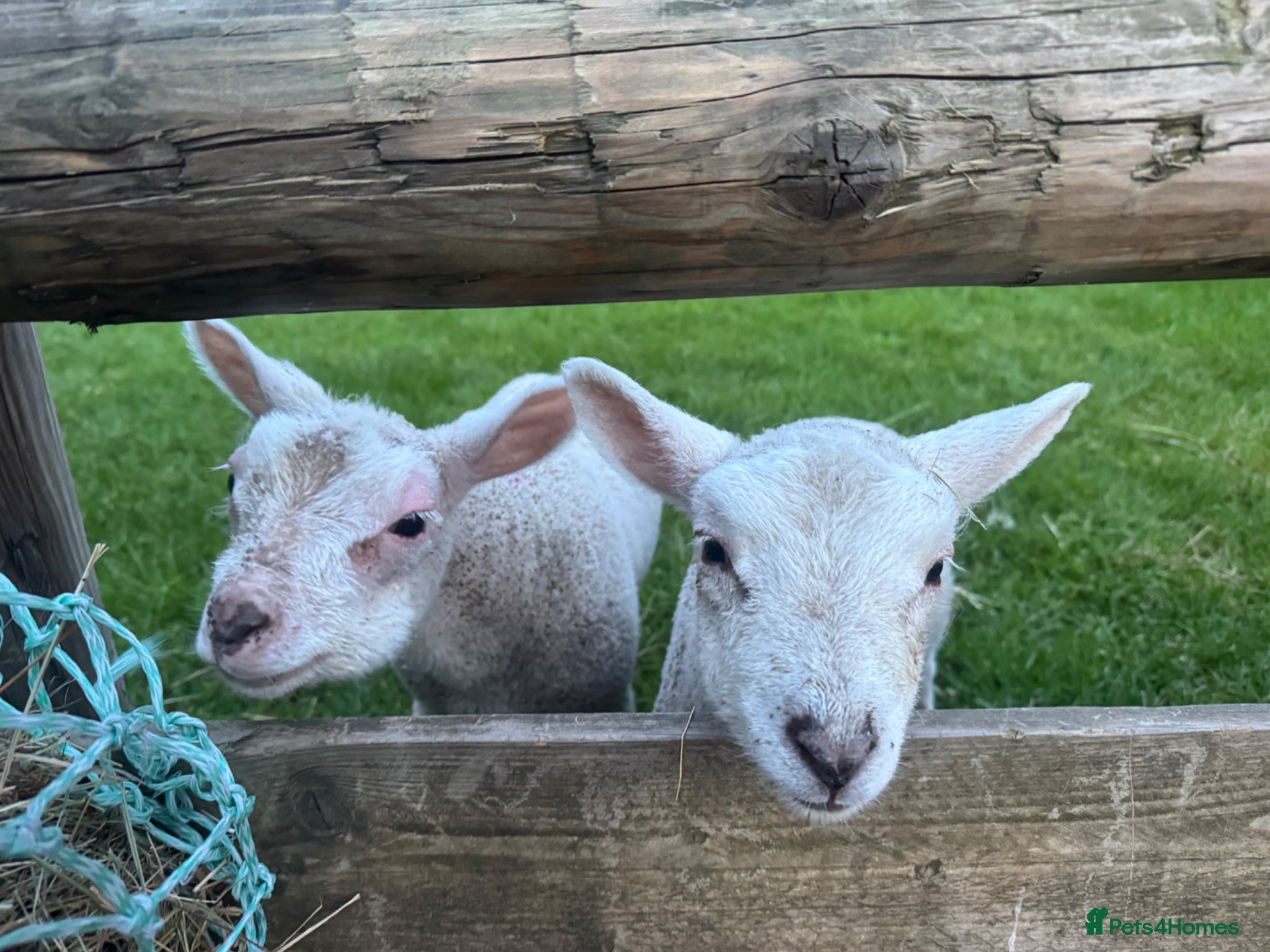Sheep livestock for sale: 2 friendliest cade lambs  - Advert 2