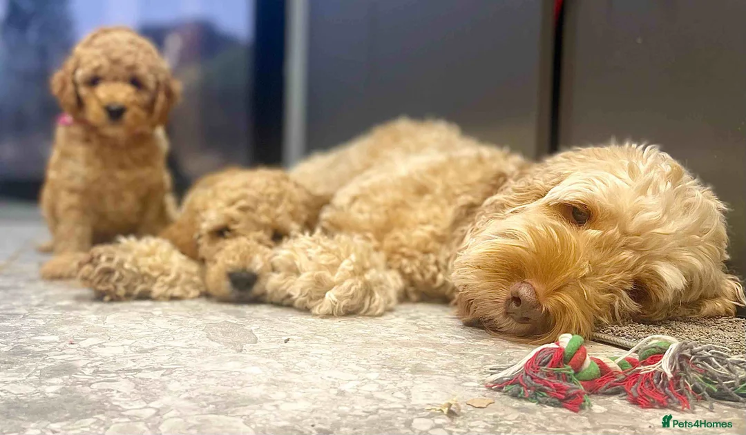 Cockapoo dogs for sale: Blond Boy Cockapoos looking for home - Advert 15